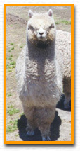 alpacas for sale